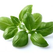 Basil_plant_1280x960_0fc95446-605c-49e3-aa42-c6f3a171b8ae