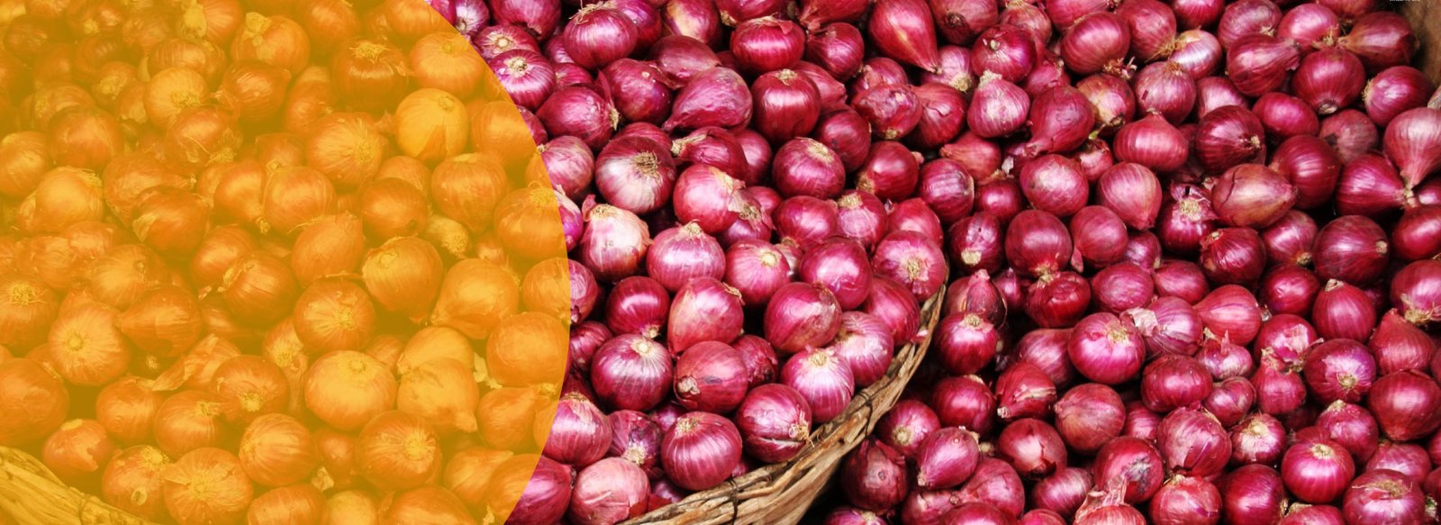 Diaz onion suppliers 