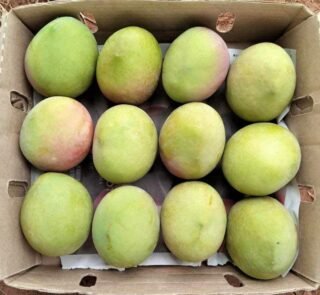 Apple mangos, "manzano"