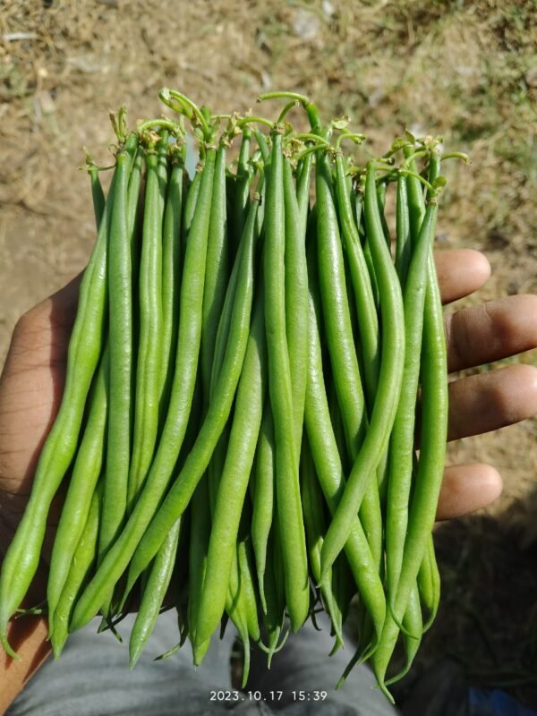 french beans