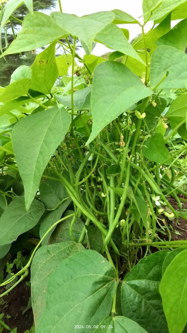 french beans