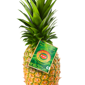 MD2 GOLD PINEAPPLE