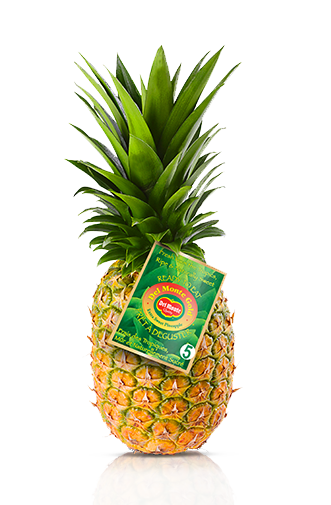 MD2 GOLD PINEAPPLE